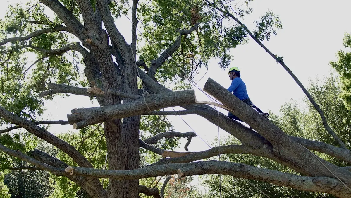 Professional Crown Thinning performed by certified arborists in Hustle