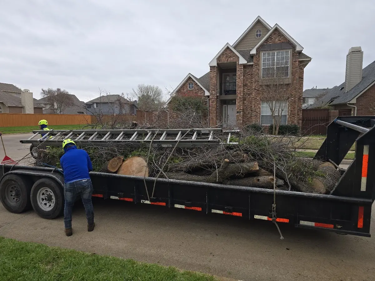 Expert Tree Removal with proper safety equipment in Hustle